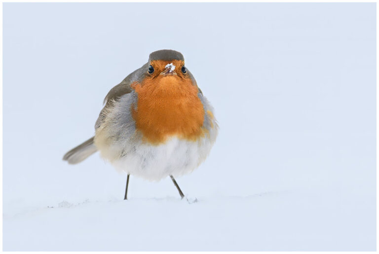 Rödhake - European Robin robin