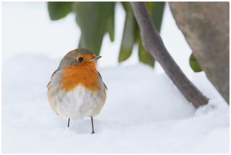 Rödhake - European Robin rödhake på vintern