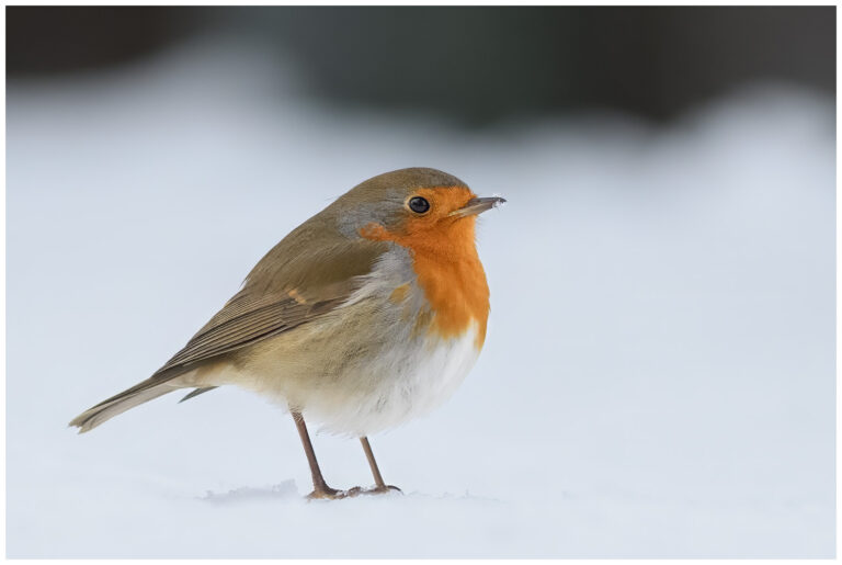 Rödhake - European Robin robin - rödhake