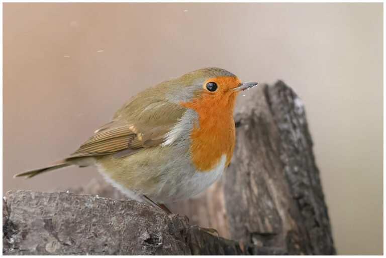 En vinterdag bland snö och fåglar En vinterdag bland snö och fåglar