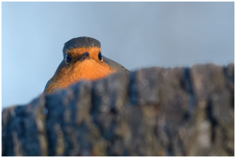 Kall morgon med fåglarna Kall morgon med fåglarna