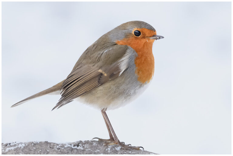Rödhake - European Robin rödhake på vintern