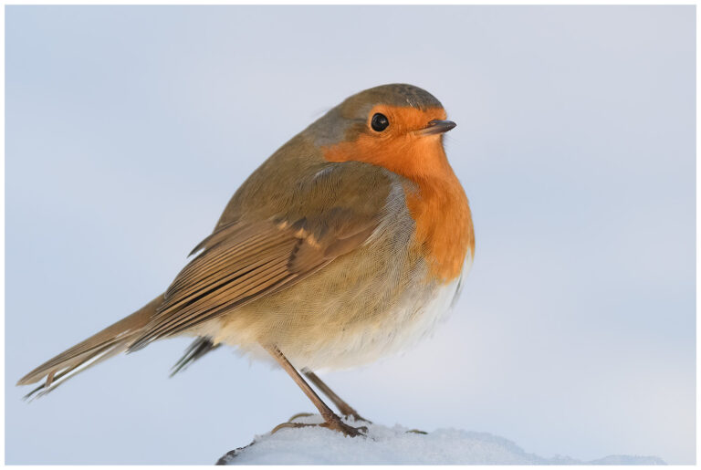 Rödhake - European Robin rödhake