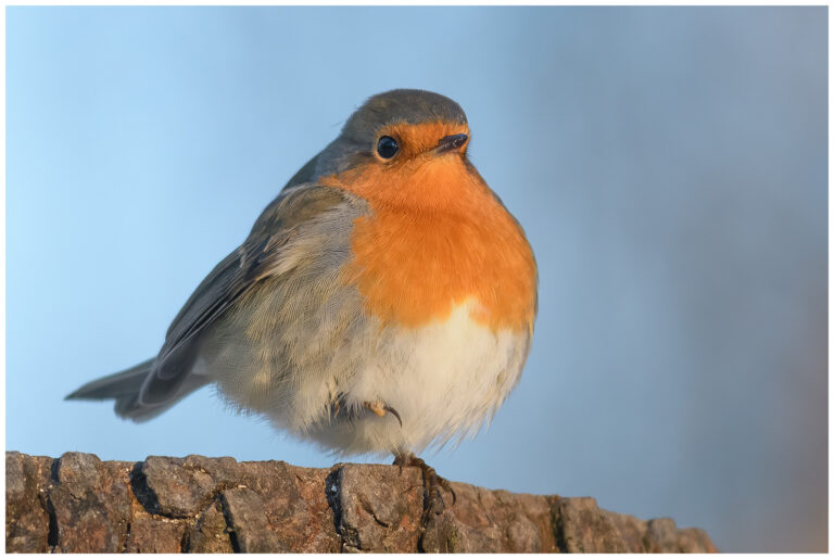 Rödhake - European Robin robin