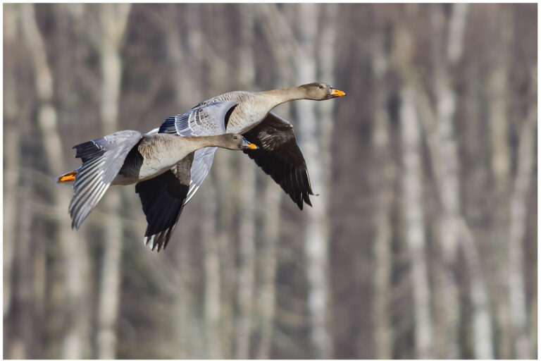 Skogsgås - Taiga Bean Goose Skogsgås - Anser fabalis