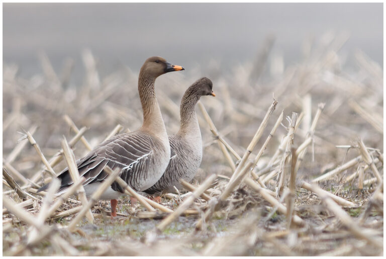 Skogsgås - Taiga Bean Goose Skogsgås - Anser fabalis