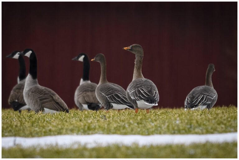 Skogsgås - Taiga Bean Goose Skogsgås - Anser fabalis
