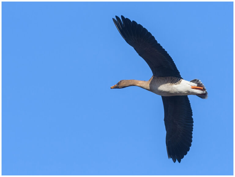 Skogsgås - Taiga Bean Goose Skogsgås - Anser fabalis