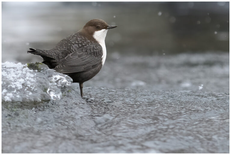 Snöfall och fågelfotografering i Blacka Snöfall och fågelfotografering i Blacka