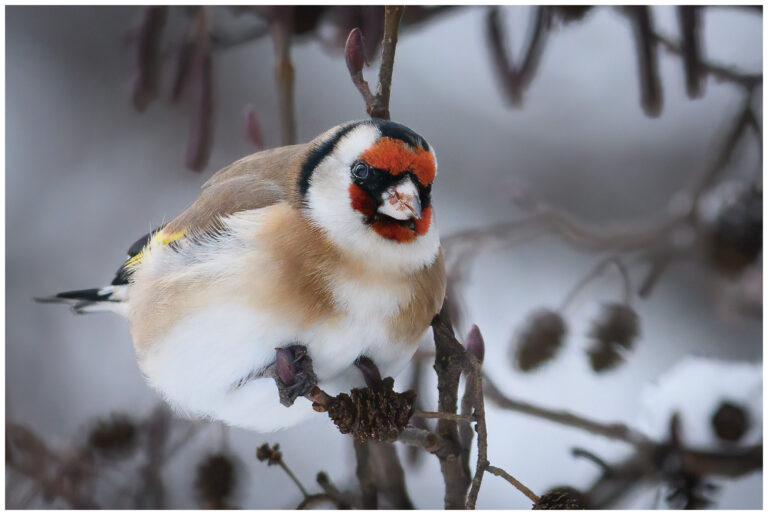 Steglits - European Goldfinch Steglits - Carduelis carduelis - vinter