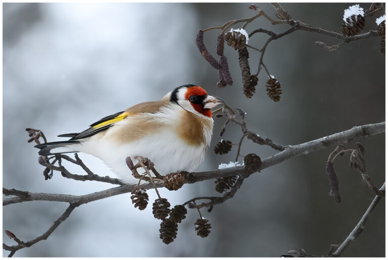 Steglits - European Goldfinch Steglits - Carduelis carduelis