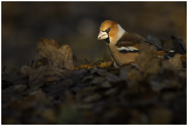 Stenknäck - Hawfinch Stenknäck