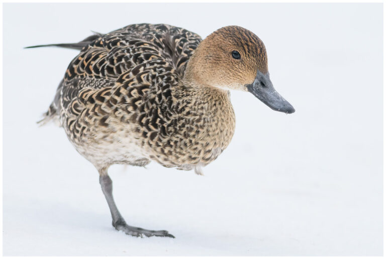 Stjärtand - Northern Pintail hona stjärtand i snö