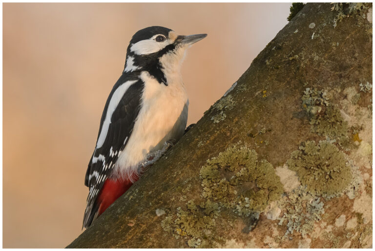 Större Hackspett - Great Spotted Woodpecker större hackspett