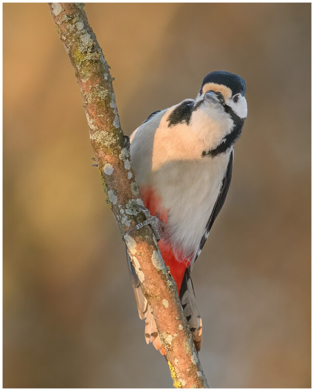 Större Hackspett - Great Spotted Woodpecker större hackspett