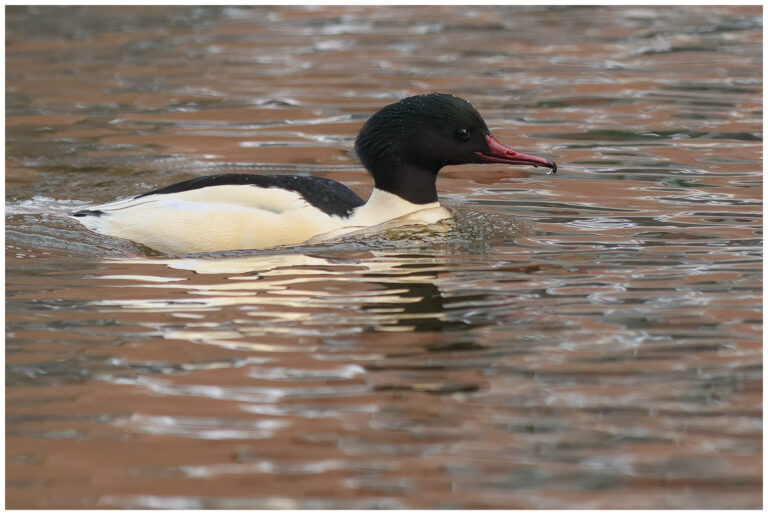 Storskrake - Goosander storskrake