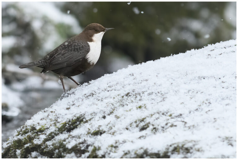 Snöfall och fågelfotografering i Blacka Snöfall och fågelfotografering i Blacka