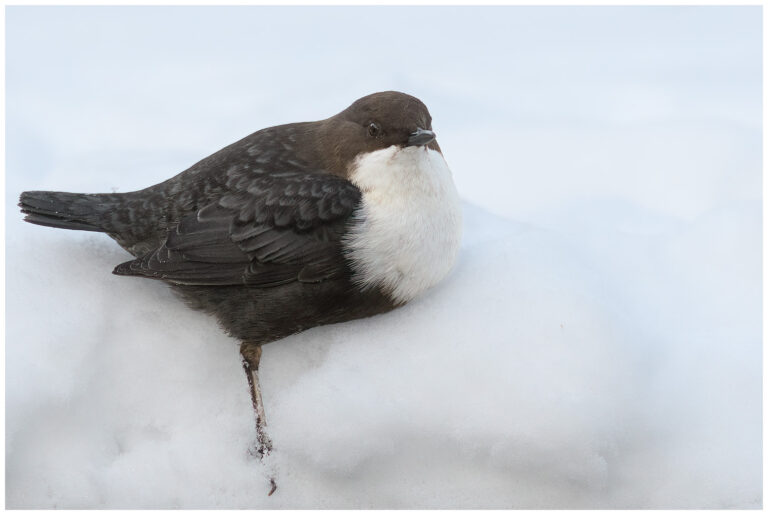 Strömstare - White-throated Dipper strömstare vintern snö