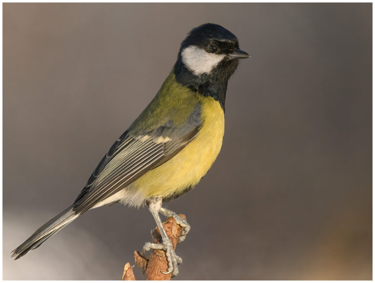 Talgoxe - Great Tit talgoxe