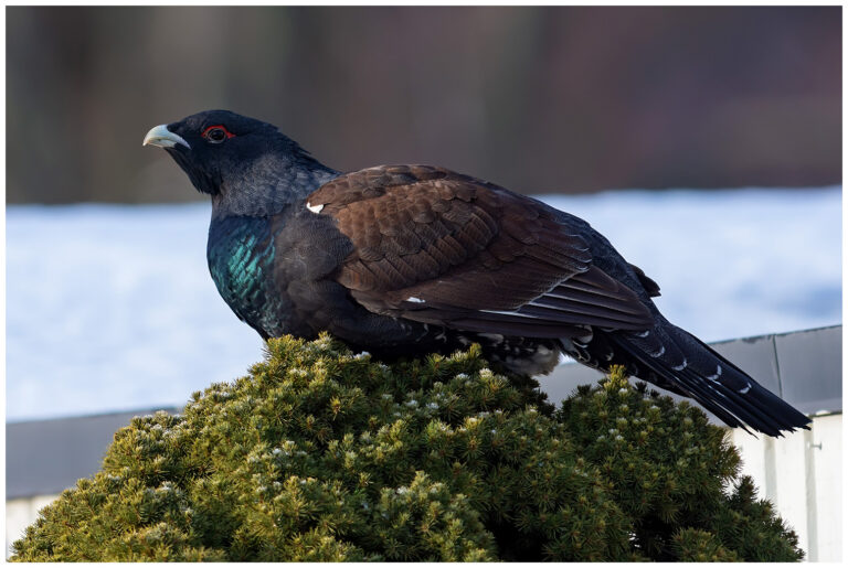 Tjäder - Western Capercaillie Tjäder hane