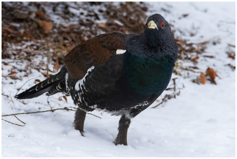 Tjäder - Western Capercaillie Tjäder