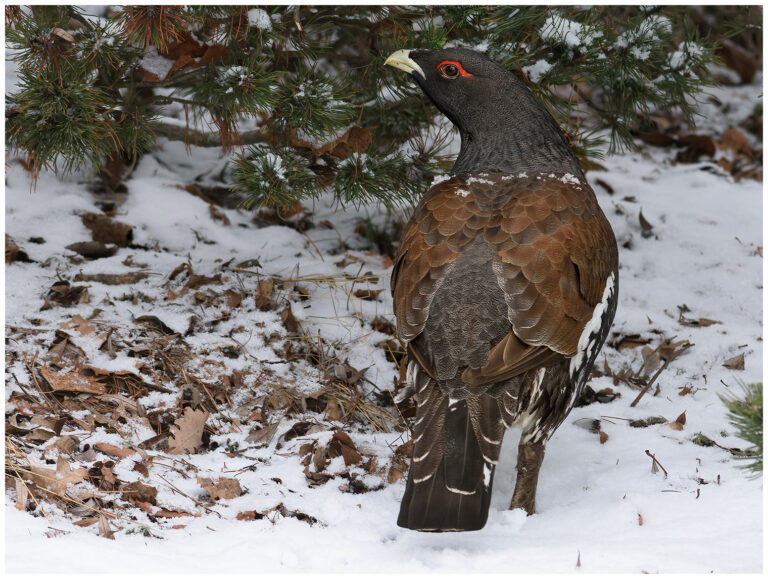 Tjäder - Western Capercaillie Tjäder hanne barrskog