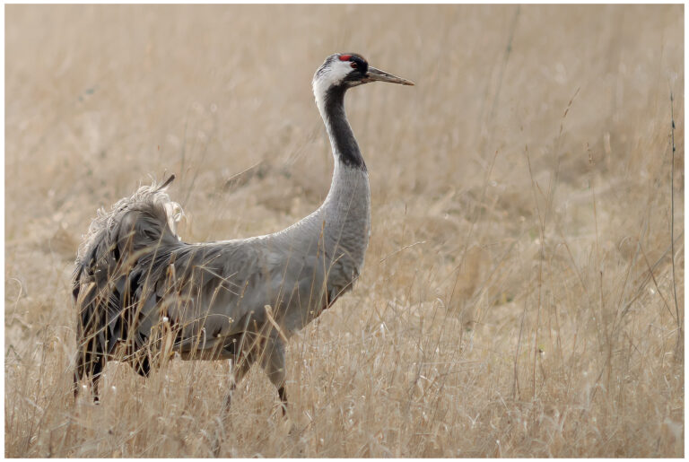 Trana - Common Crane trana i högt gräs
