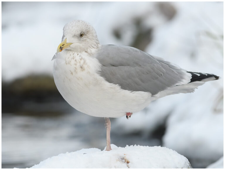 Gråtrut - Herring Gull gråtrut