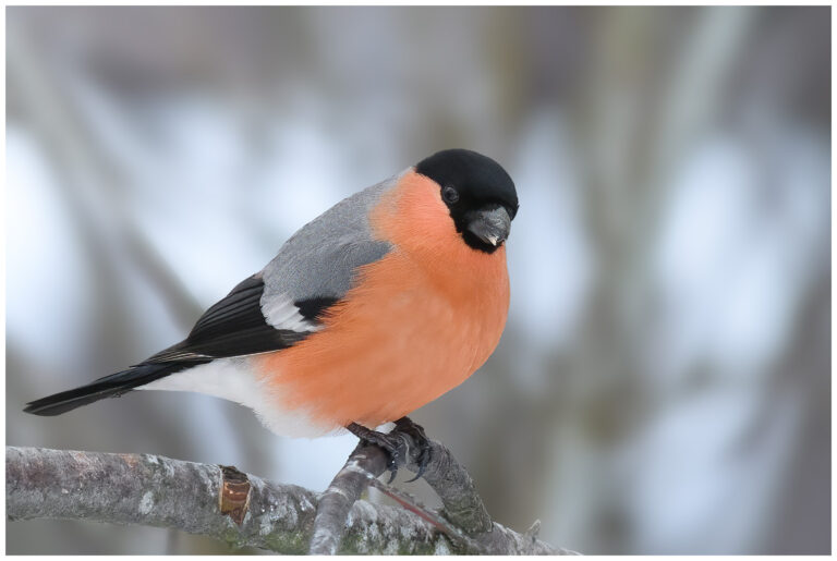 Domherre - Common Bullfinch hanne domherre