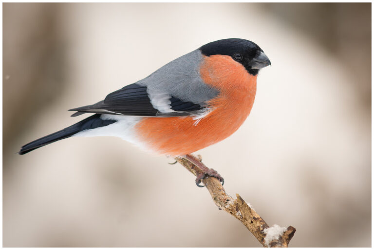 Domherre - Common Bullfinch hane domherre