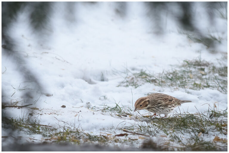 Dvärgsparv - Little Bunting dvärgsparv