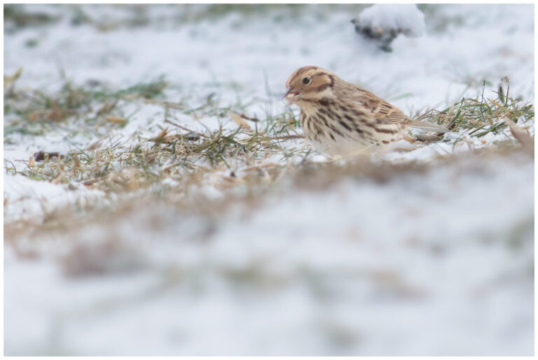 Dvärgsparv - Little Bunting Dvärgsparv - Emberiza pusilla