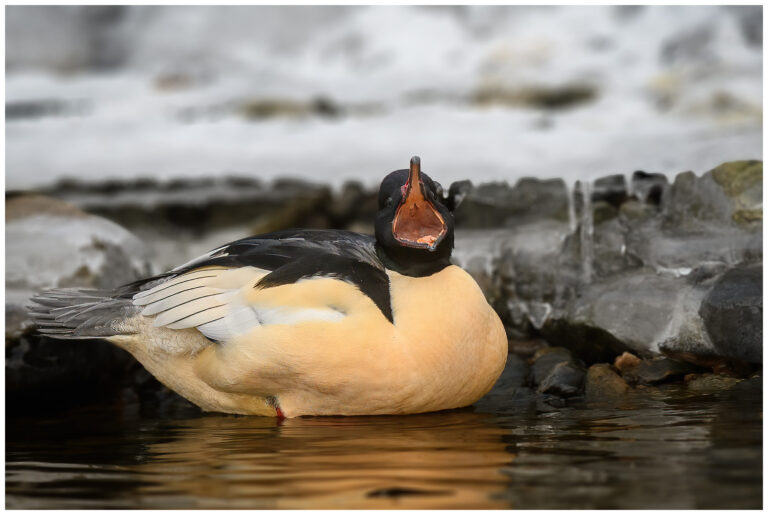 Storskrake - Goosander Storskrake - Goosander