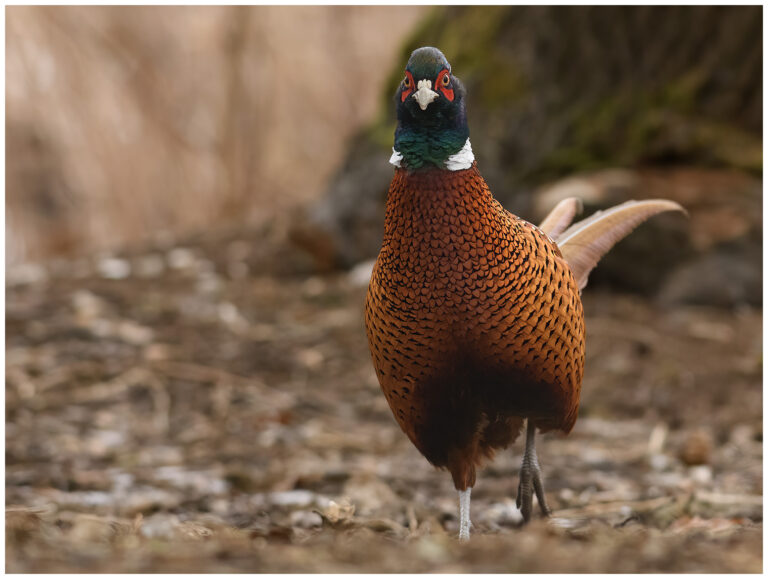 Fasan - Common Pheasant hane fasan