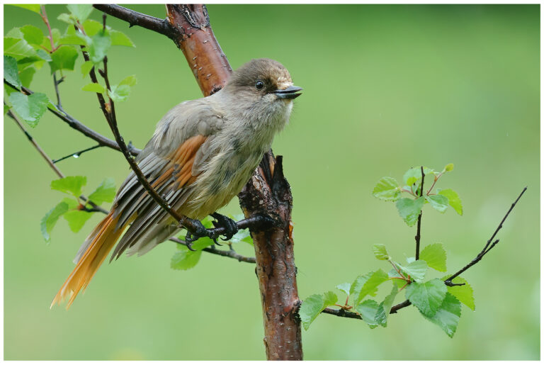 Lavskrika - Siberian Jay Siberian Jay