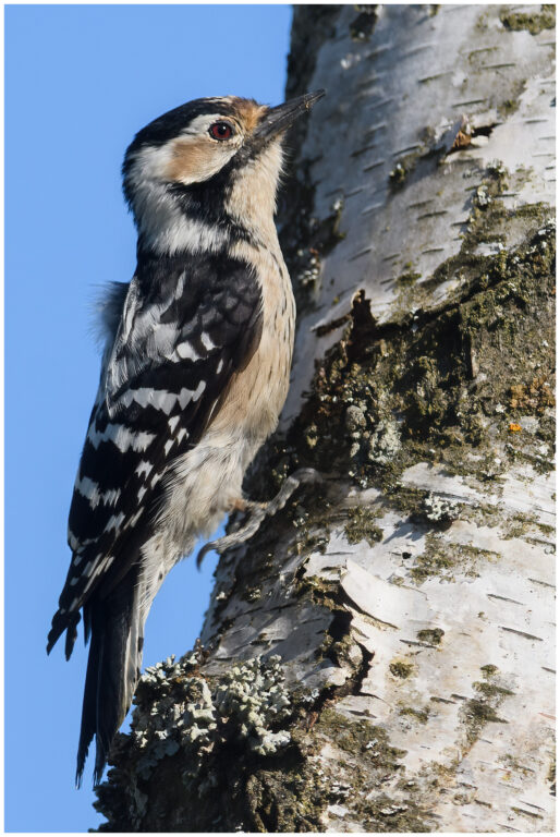 Mindre Hackspett - Lesser Spotted Woodpecker Mindre Hackspett