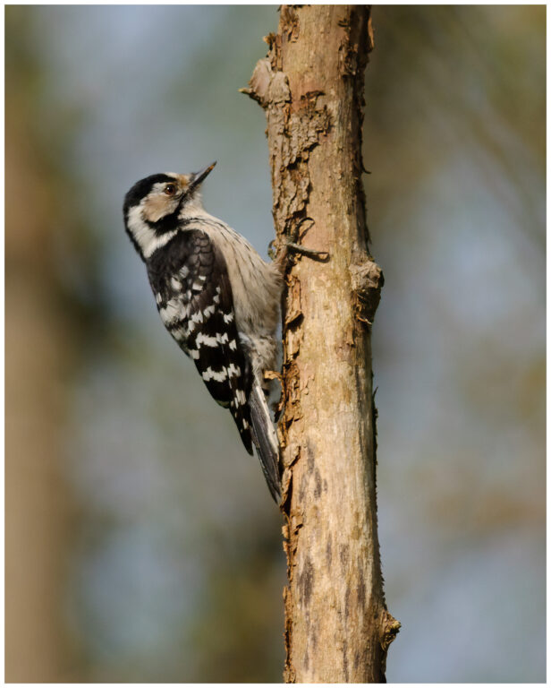 Mindre Hackspett - Lesser Spotted Woodpecker lesser Spotted Woodpecker