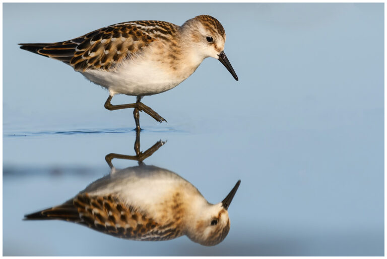 Småsnäppa - Little Stint småsnäppa spegelbild