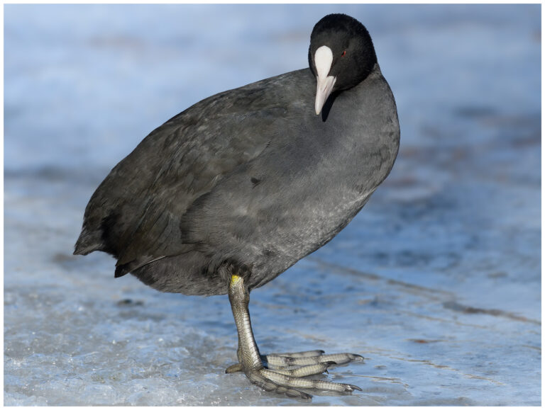 Sothöna - Eurasian Coot sothöna