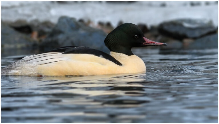 Storskrake - Goosander Storskrake - Mergus merganser
