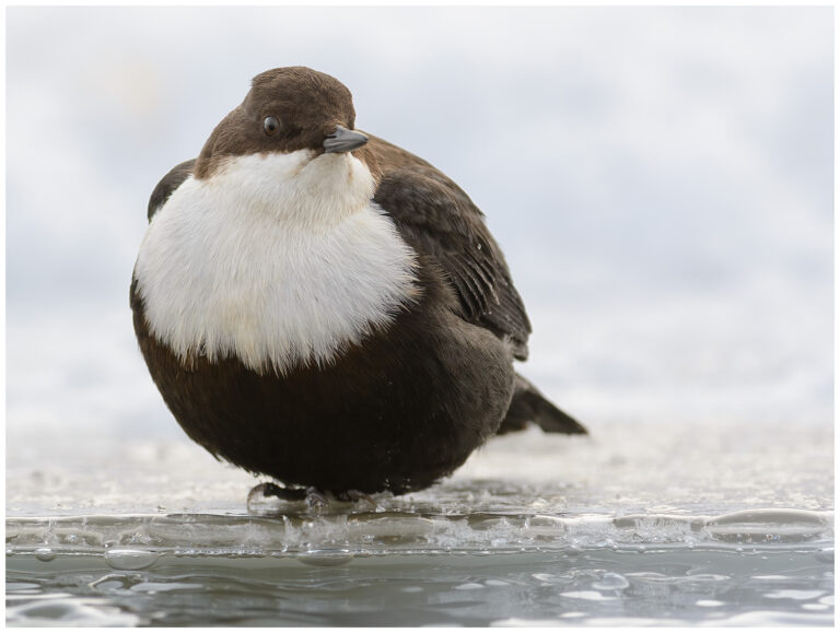 Strömstare - White-throated Dipper strömstare