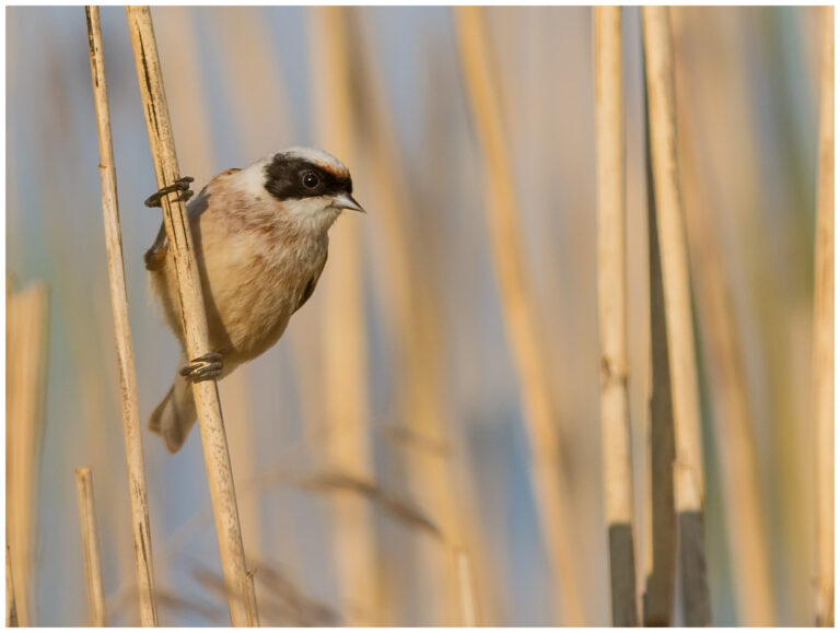 Pungmes - Eurasian Penduline Tit Pungmes - (Eurasian Penduline Tit)