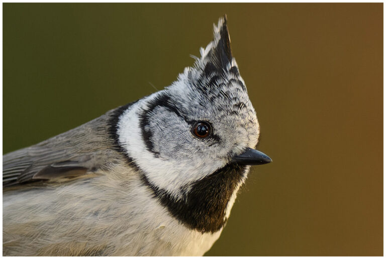 Tofsmes - Crested Tit Tofsmes - Lophophanes cristatus