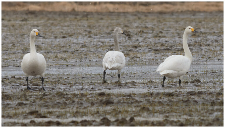 Mindre Sångsvan - Tundra Swan Mindre Sångsvan - Cygnus columbianus