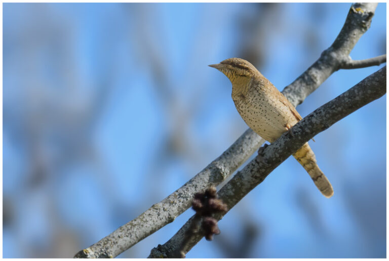 Göktyta - Eurasian Wryneck Göktyta - (Eurasian Wryneck)