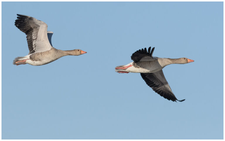 Grågås - Greylag Goose grågås flyger