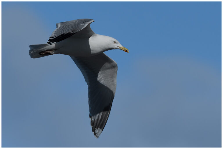 Besökte Sylten och hamnen Sylten och hamnen