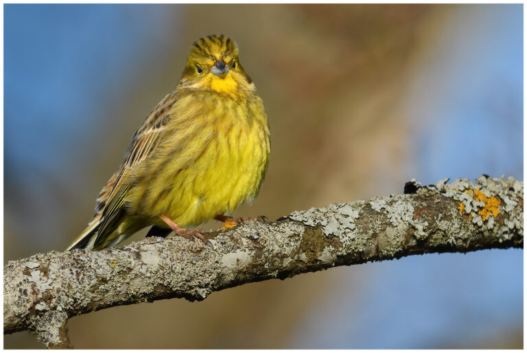 Gulsparv - Yellowhammer Gulsparv - Emberiza citrinella