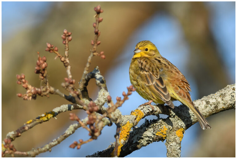 Gulsparv - Yellowhammer Gulsparv
