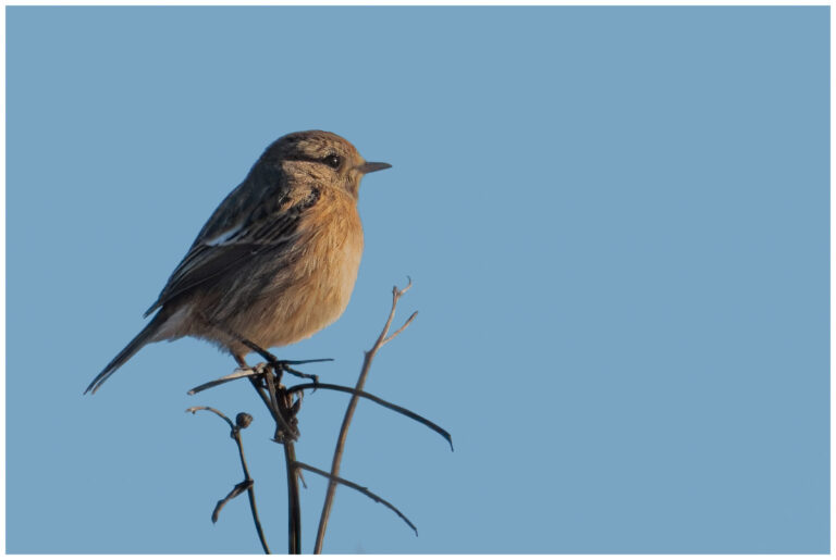 Svarthakad Buskskvätta - Common Stonechat Svarthakad Buskskvätta - Saxicola rubicola hona
